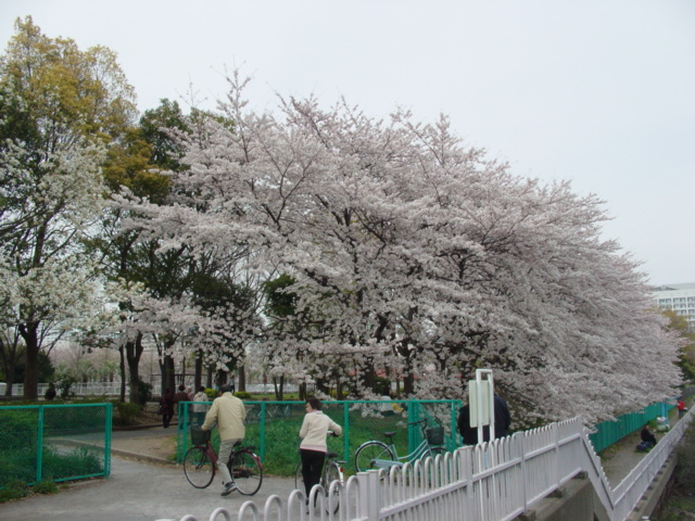 [東京留学生活] 東京はピンクです